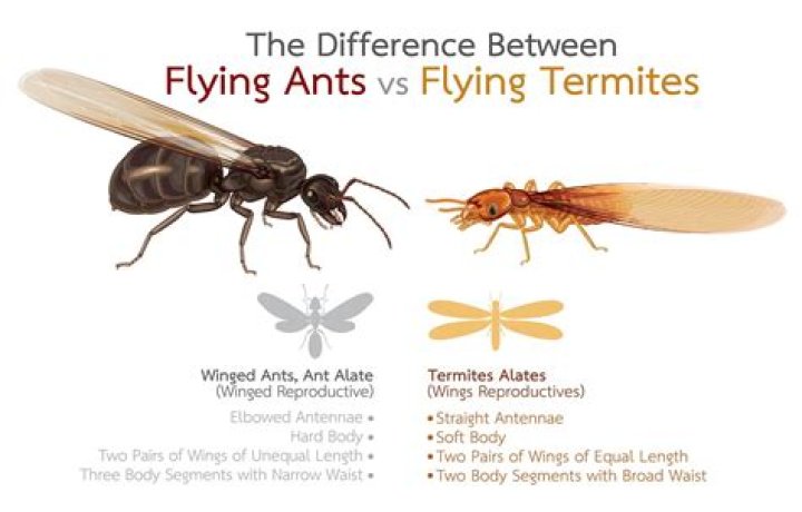 Are winged ants termites? - BlogPaper ·