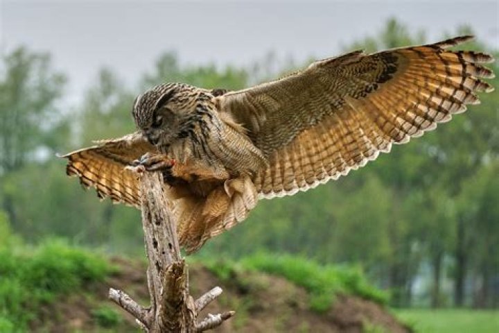Giant Owls: Meet The World's Largest Owl Species