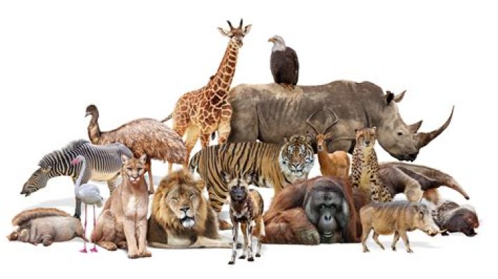 How many animals are in the world?