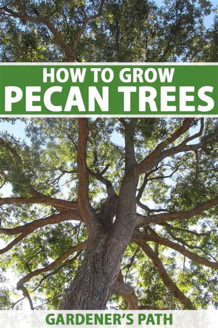How To Grow A Pecan Tree From A Nut To Harvest