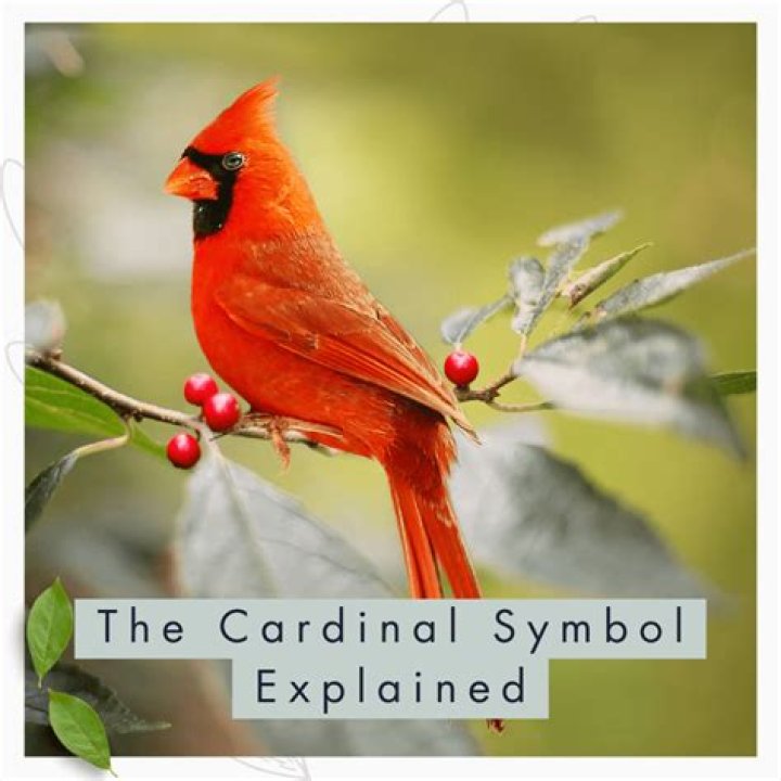 Meaning And Symbolism Of The Red Cardinal