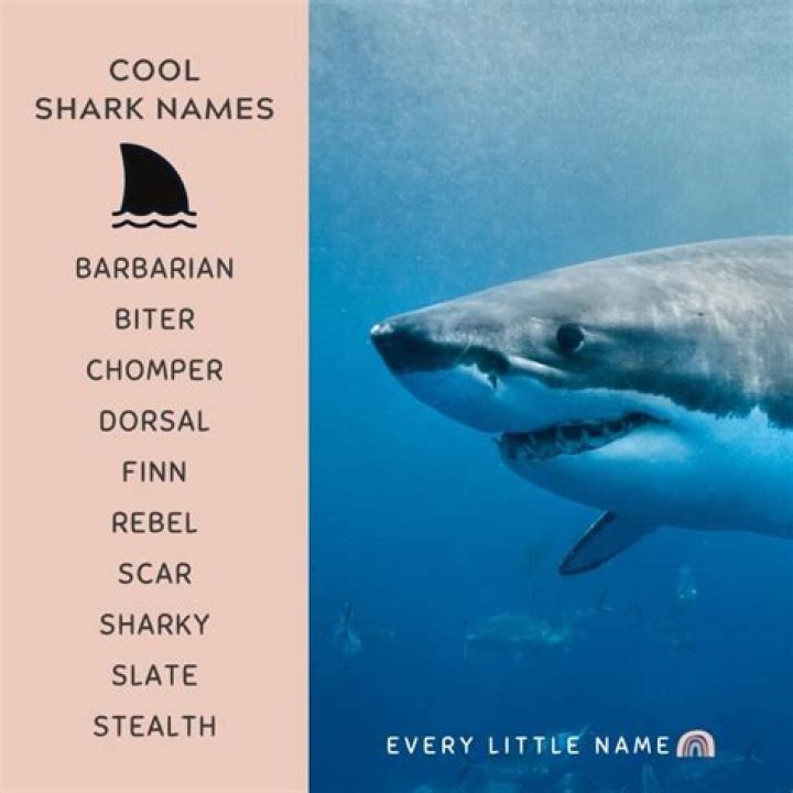 Uncover The True Name Of Female Sharks