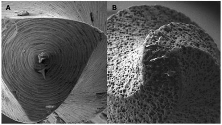 Unraveling The Mysteries Of Female Sharks