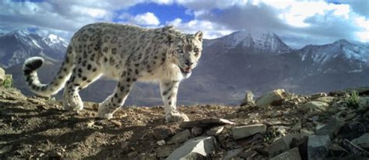 Unveiling The Enigmatic Snow Leopard: Discoveries And Insights