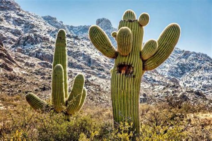 Why Camels Consume Cactus In The Desert